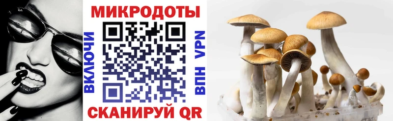 Купить  Куртамыш  Галлюциногенные грибы Psilocybine cubensis 